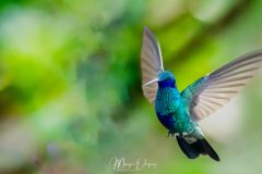 Colibri cyanote