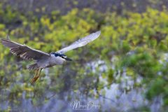 Maui - Kealia Pond