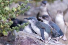 Little blue penguin, manchot pygmée, pingouin bleu