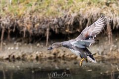 Canard chipeau