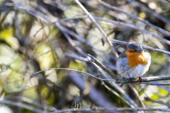 Rouge Gorge