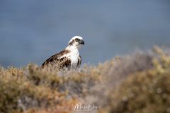 Balbuzard Pêcheur