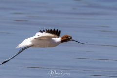 Avocette d'Australie