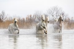 Chevaux au galop