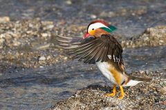 Canard mandarin