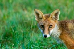 Renard
