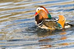 Canard mandarin