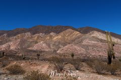 Los Cardones