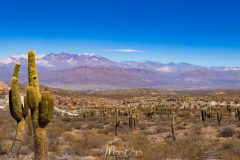 Los Cardones
