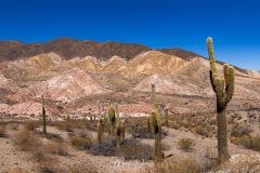 Los Cardones -2