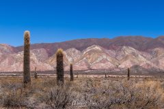 Los Cardones -5