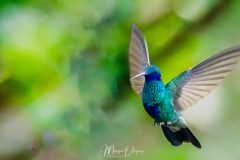 Colibri cyanote