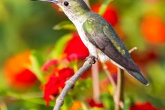 Colibri