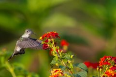 Colibri