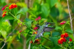 Colibri