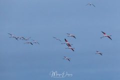 Flamants en vol