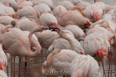 Les parades