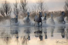 Chevaux