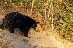 Ours noir