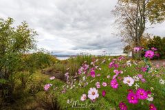 Jardin fleuri