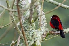 Tangara à dos rouge