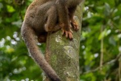 Singe écureuil