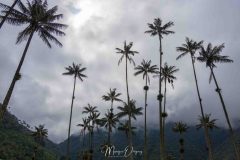 Vallée de Cocora