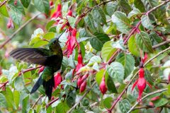 Colibri