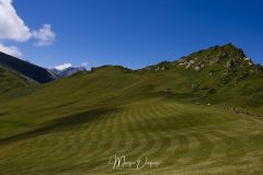 Pâturage de la Lenk
