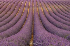 Lavandes de Valensole