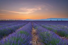 Plateau de Valensole au matin