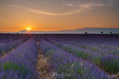 Lever de soleil Plateau de Valensole