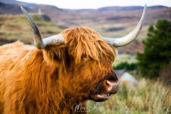 Highland