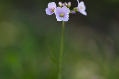 Cardamine des prés