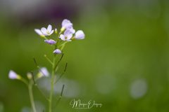 Cardamine des prés