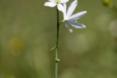 Phalangère à fleur de lis