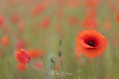 Coquelicots