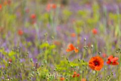 Coquelicots