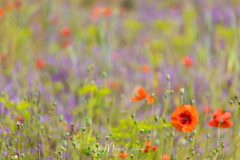 Coquelicots