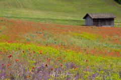 Coquelicots
