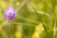 Oeillets de prairie