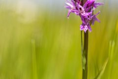 Orchi - Dactylorhiza incarnata