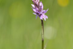 Orchidée - Dactylorhiza incarnata
