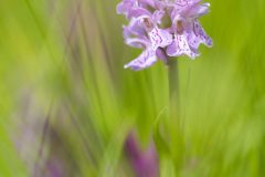Orchidée - Dactylorhiza incarnata