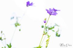 IMG_2228-1-scaled