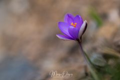 Crocus