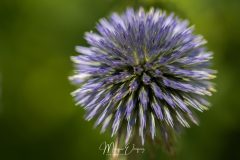 Jardin du Diable vert