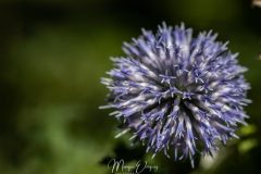 Jardin du Diable vert
