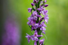 Orchidéee moucheron