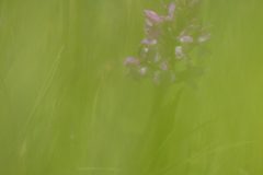 Orchidée